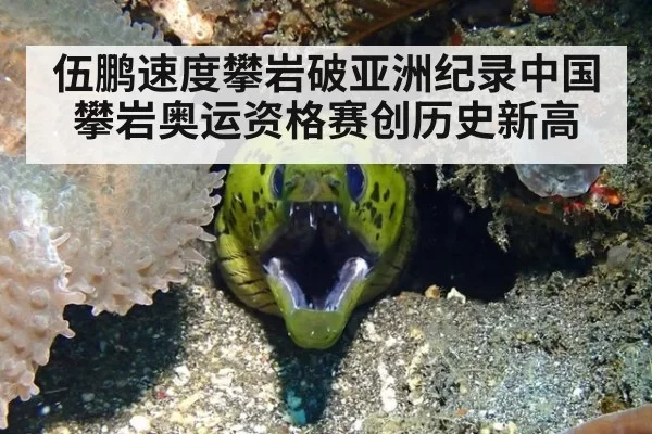 伍鹏速度攀岩破亚洲纪录中国攀岩奥运资格赛创历史新高